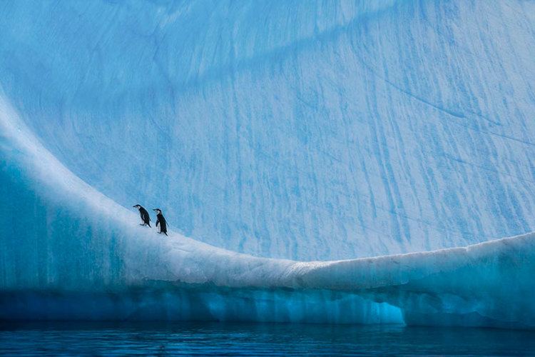 Paul Nicklen Nature Photographer Paul Nicklen to Open NYC Gallery on Earth Day