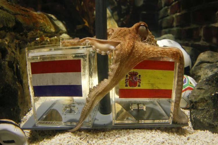 Paul the Octopus An Octopus Made Better World Cup Predictions Than Goldman Sachs PHOTOS