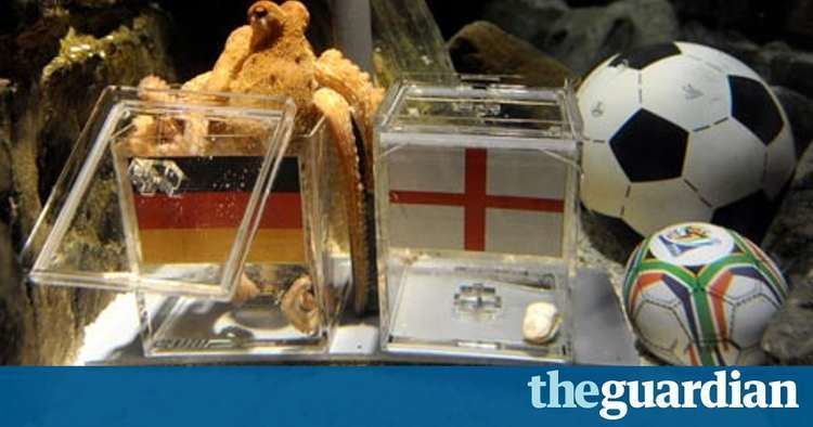 Paul the Octopus Did Paul the octopus predict his own death Football The Guardian