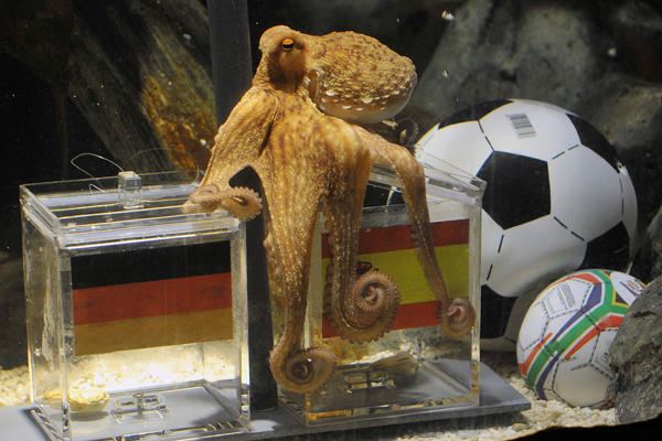 Paul the Octopus Paul The Psychic Octopus Is Dead Who Ate all the Pies