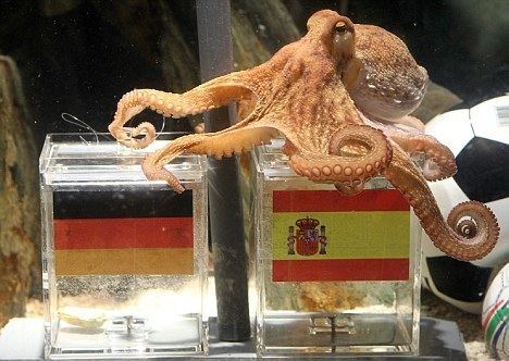 Paul the Octopus Say Goodbye to Paul the Octopus He39s Now Retired