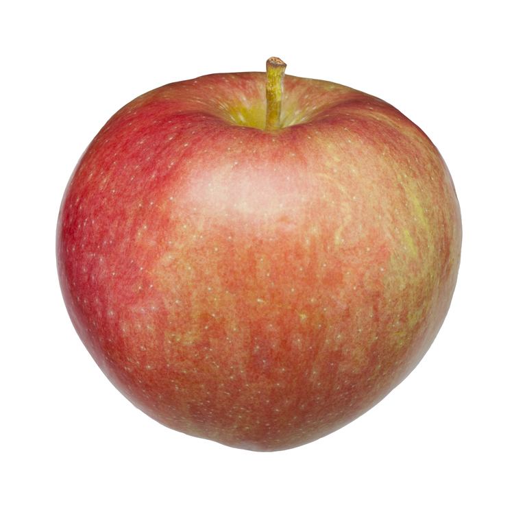 Paula Red Michigan Apple Varieties Michigan Apple Committee