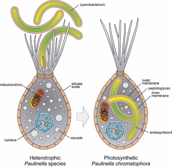 Paulinella Primary endosymbiosis in the amoeba Paulinella chromatophora