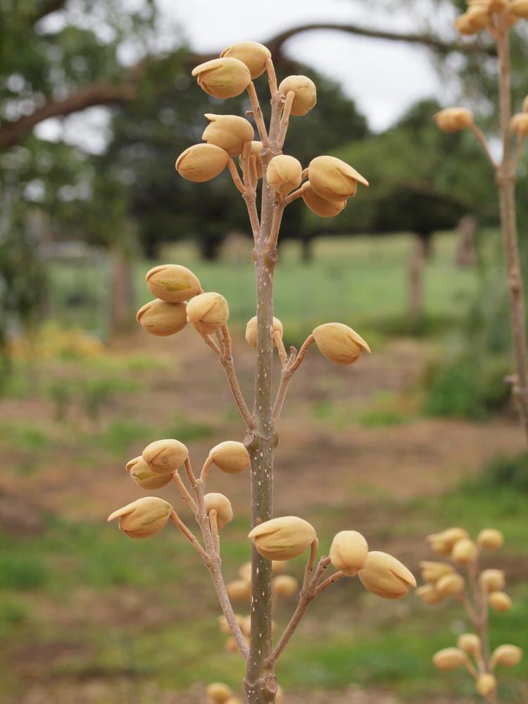 Paulownia kawakamii Greg39s Paulownia kawakamii