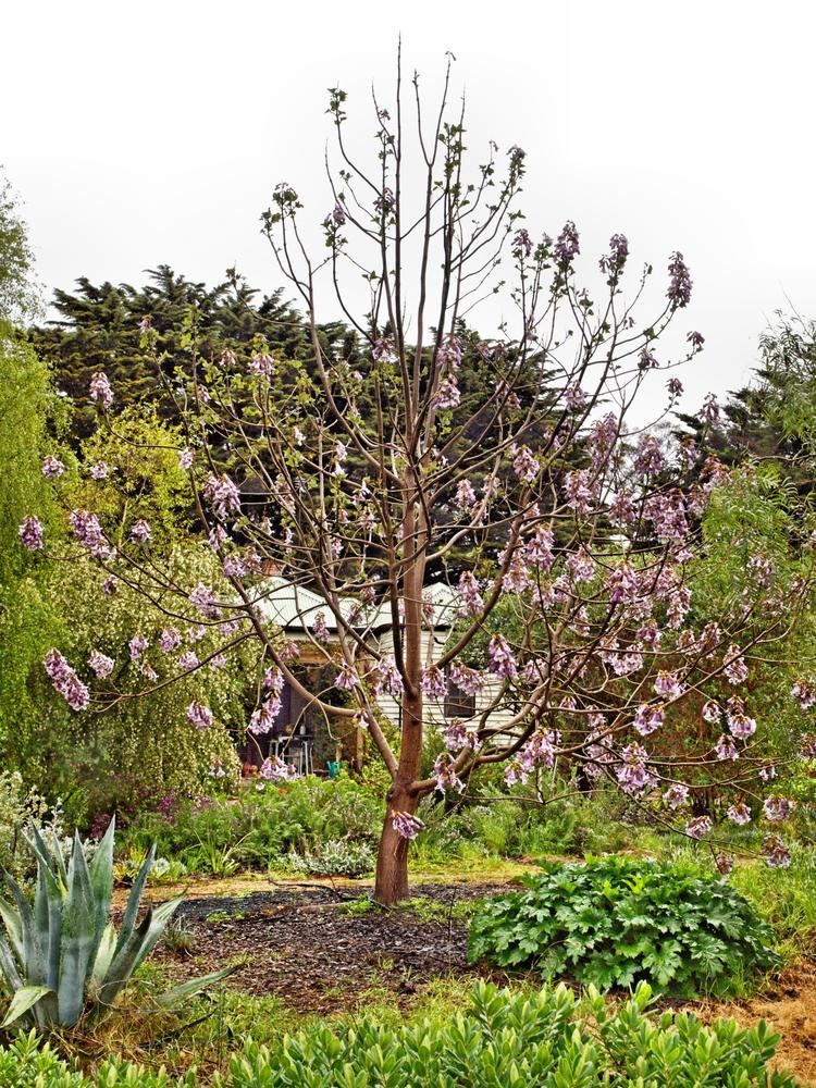 Paulownia kawakamii Paulownia kawakamii 2 6 October 2012