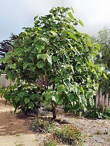 Paulownia kawakamii httpsuploadwikimediaorgwikipediacommonsthu