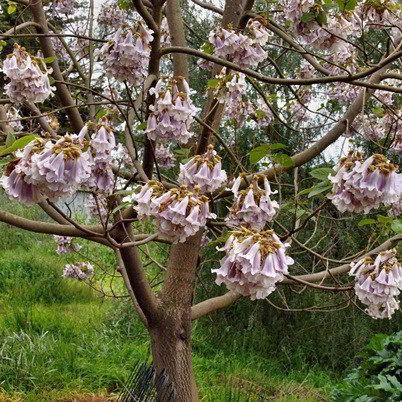 Paulownia kawakamii Purple Kawakamii Dragon Tree 200 Seeds PAULOWNIAKAWAKAMIIP200