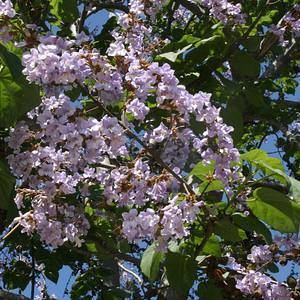 Paulownia kawakamii Paulownia kawakamii at San Marcos Growers