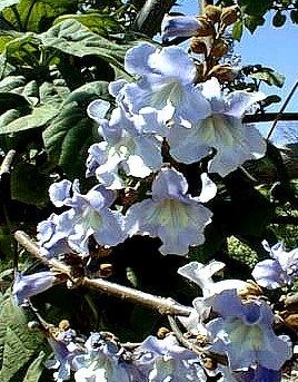 Paulownia kawakamii San Marcos Growers gtPaulownia kawakamii