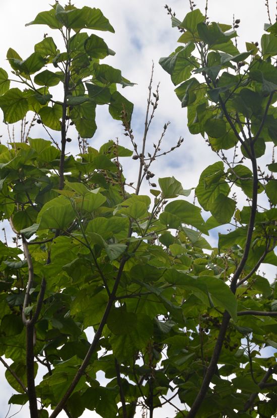 Paulownia kawakamii UFEI SelecTree A Tree Selection Guide