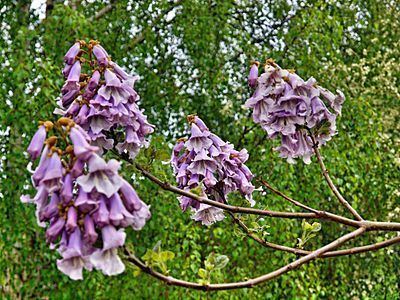 Paulownia kawakamii Paulownia kawakamii Wikipedia