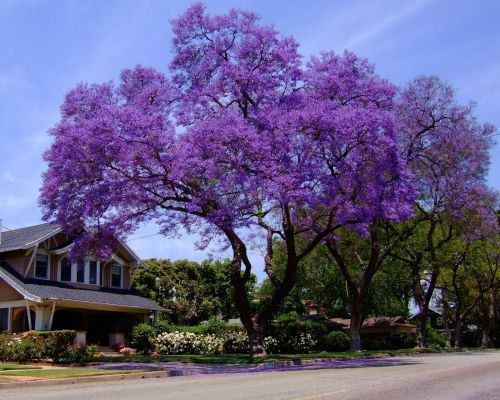 Paulownia tomentosa Paulownia tomentosa Etsy