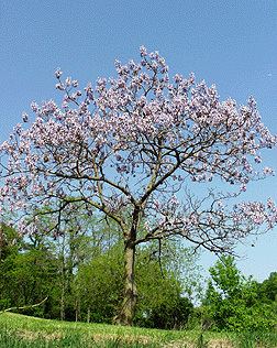 Paulownia tomentosa Paulownia tomentosa Fact Sheet