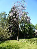 Paulownia tomentosa httpsuploadwikimediaorgwikipediacommonsthu