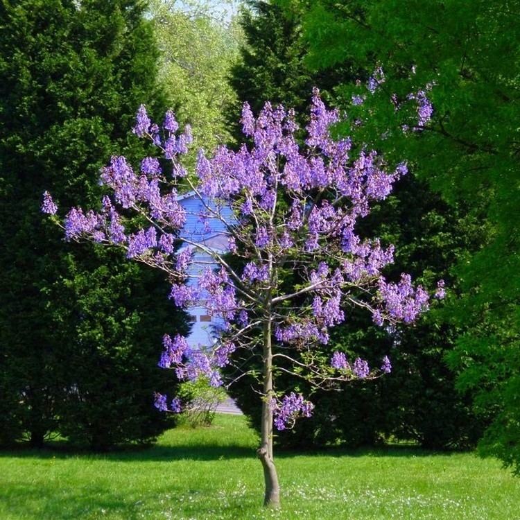 Paulownia tomentosa Paulownia tomentosa Kiri Princess Empress or Foxglove tree 20