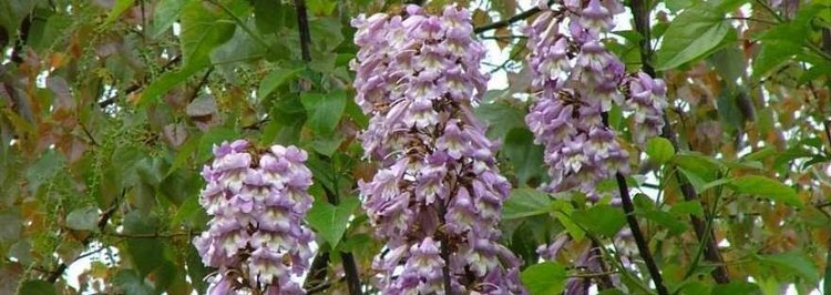 Paulownia tomentosa Empress Tree Paulownia tomentosa