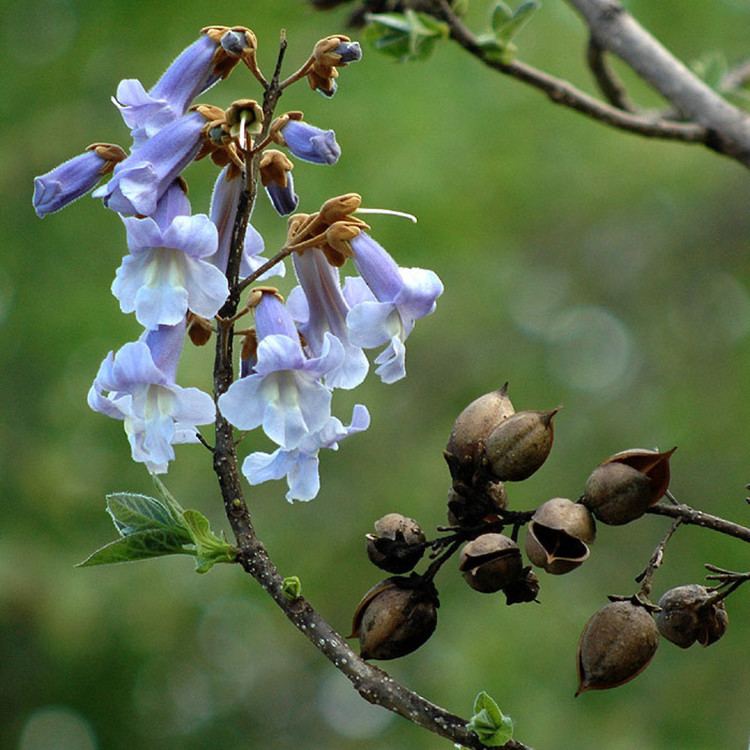 Paulownia tomentosa Paulownia tomentosa empresstree princesstree Go Botany