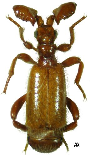 Paussus Paussus Flagellopaussus favieri Fairmaire 1851 527 Carabidae