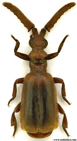 Paussus Genus Paussus Linne 1775 6 Carabidae