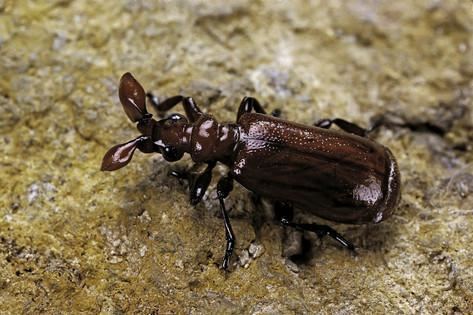 Paussus Paussus Sp Myrmecophilous Beetle Ground Beetle Photographic