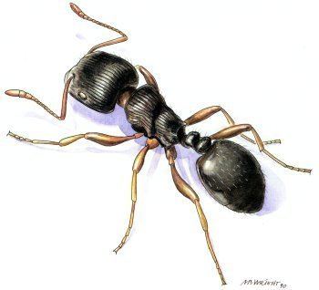 Pavement ant Ants