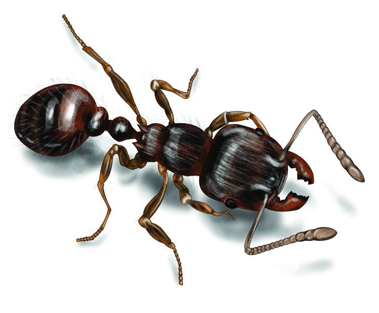 Pavement ant Pavement Ants Pavement Ant Control amp Identification Orkincom