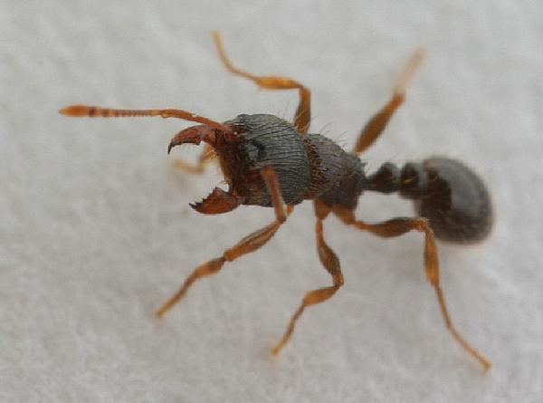 Pavement ant Pavement Ant Control Budget Pest Control Pittsburgh PA