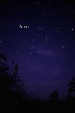 Pavo (constellation) httpsuploadwikimediaorgwikipediacommonsthu