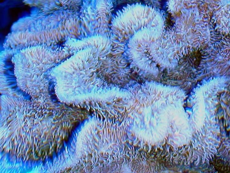Pavona (coral) Pavona Coral
