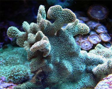 Pavona (coral) Pavona Coral Aquarium Hobbyist Social Networking Community