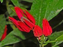 Pavonia × gledhillii httpsuploadwikimediaorgwikipediacommonsthu