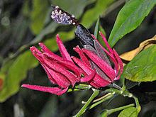 Pavonia multiflora httpsuploadwikimediaorgwikipediacommonsthu