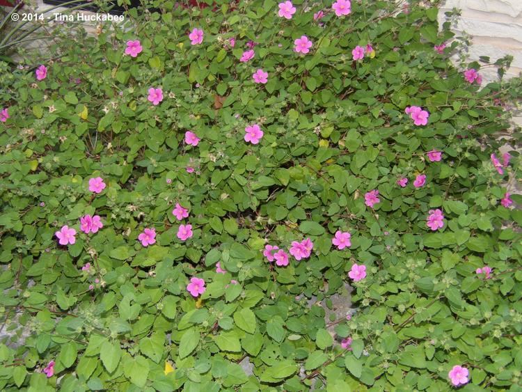 Pavonia (plant) Texas Native Plant WeekRock Rose Pavonia lasiopetala My Gardener