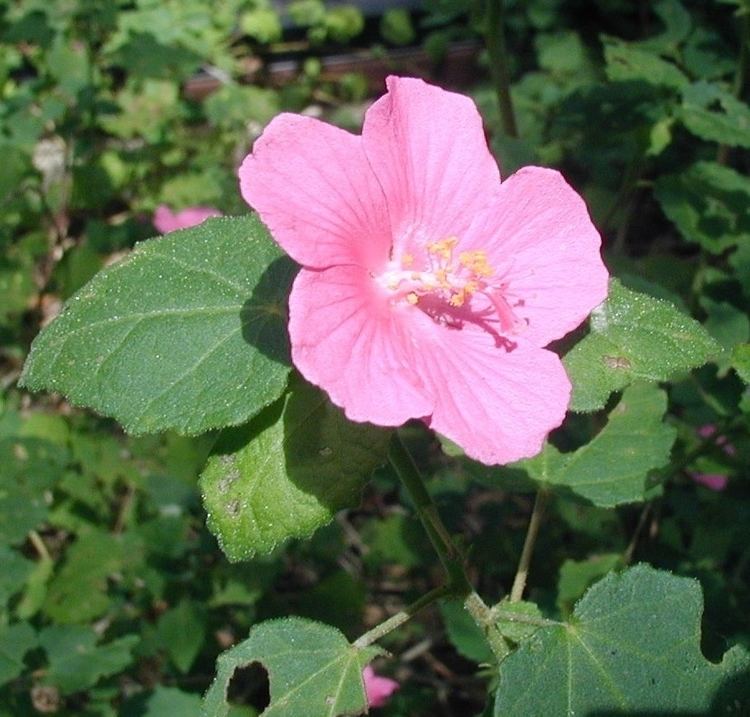Pavonia (plant) Rose pavonia