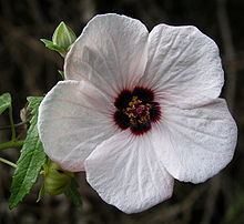 Pavonia (plant) httpsuploadwikimediaorgwikipediacommonsthu