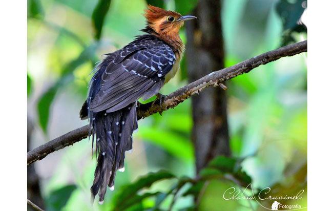 Pavonine cuckoo Pavonine Cuckoo