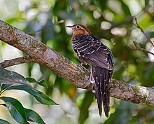 Pavonine cuckoo httpsuploadwikimediaorgwikipediacommonsthu