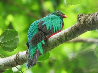 Pavonine quetzal Pharomachrus pavoninus Pavonine Quetzal Discover Life