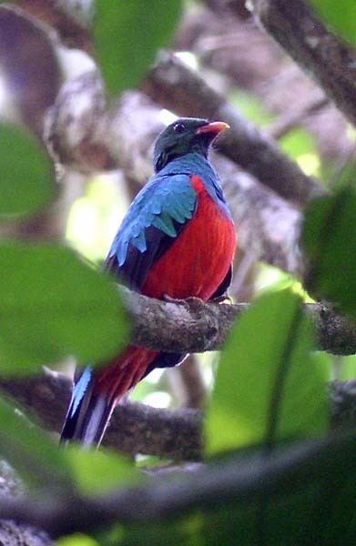 Pavonine quetzal birdingblogscomwpcontentuploads201012Pavoni