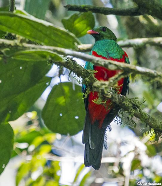 Pavonine quetzal antpittacom Photo Gallery Quetzals amp Trogons