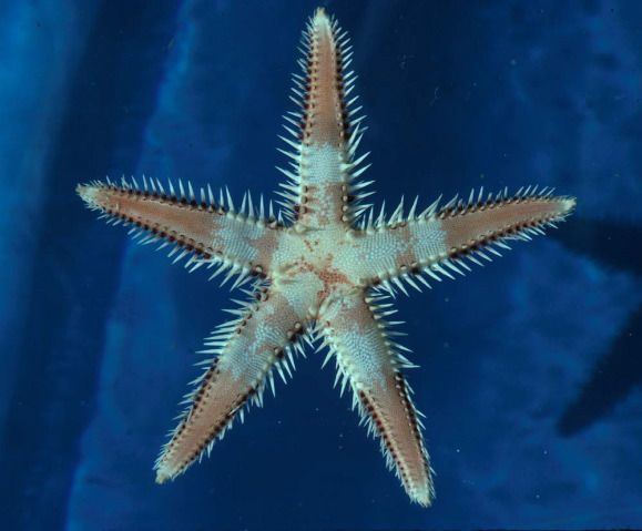 Paxillosida Astropecten polyacanthus also known sand shifting starfish Order