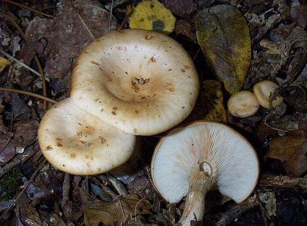 Paxillus Paxillus involutus Brown Rollrim mushroom