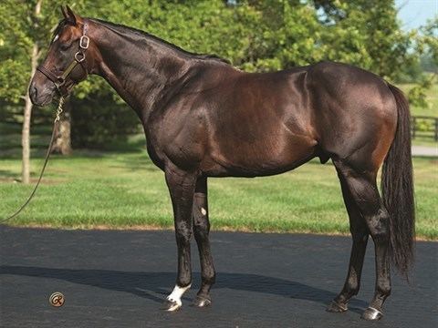 Paynter (horse) Paynter Stallion Register Online