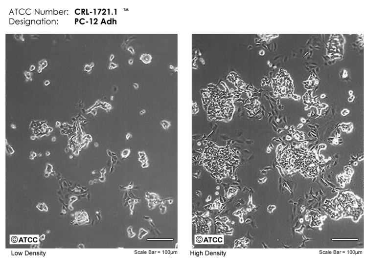 PC12 cell line PC12 Adh ATCC CRL17211 Rattus norvegicus adrenal gland