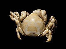 Pea crab Pea crab Wikipedia
