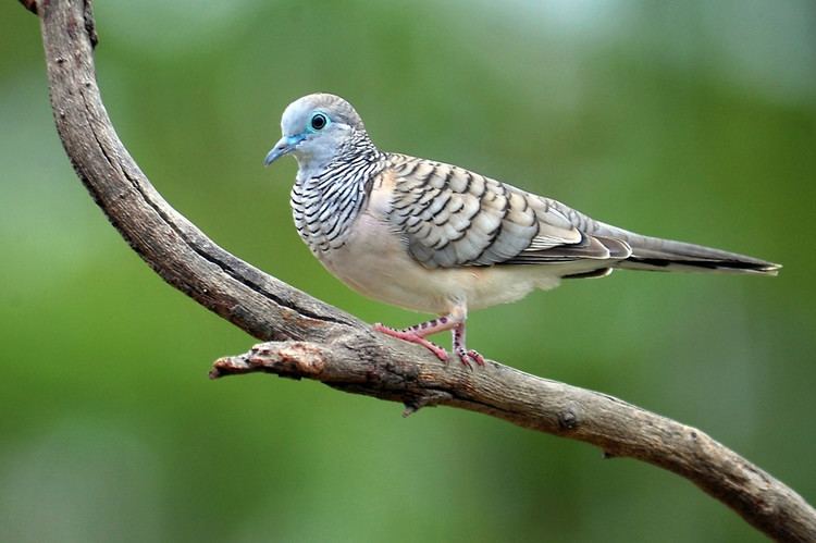 Peaceful dove Peaceful Dove Cedar Creek Queensland Australiaquot by Ralph de