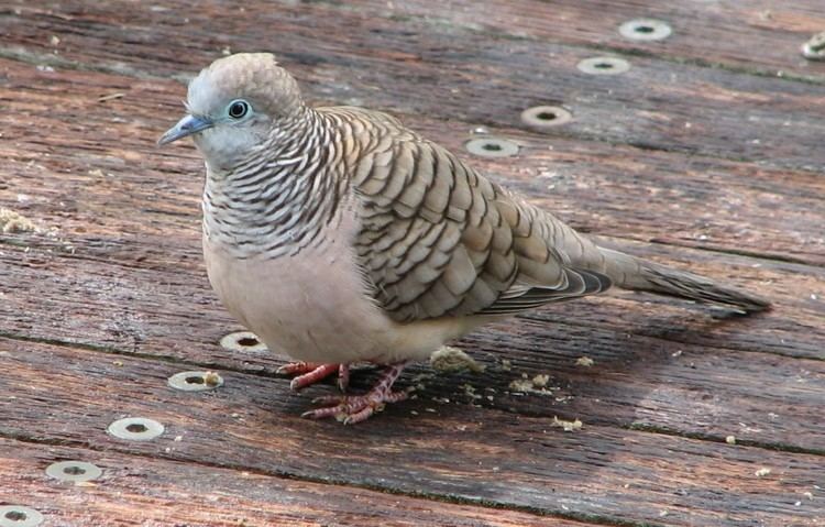 Peaceful dove Peaceful Doves Trevor39s Birding