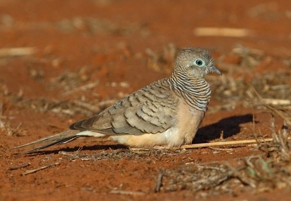 Peaceful dove Peaceful Dove BirdLife Australia