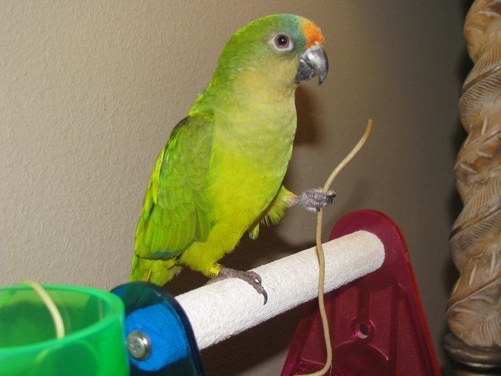 Peach-fronted parakeet Peach Fronted Conure39s Companion New Member Parrot Forum Parrot