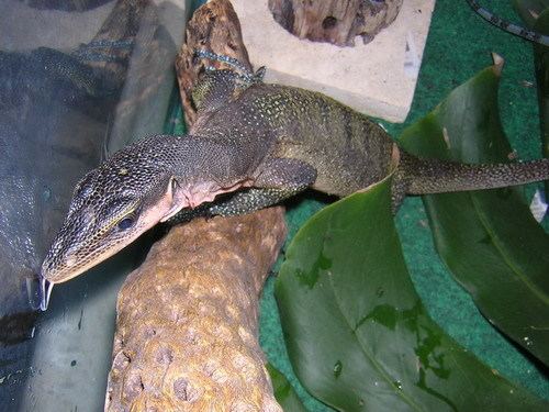 Peach throated monitor - Alchetron, The Free Social Encyclopedia